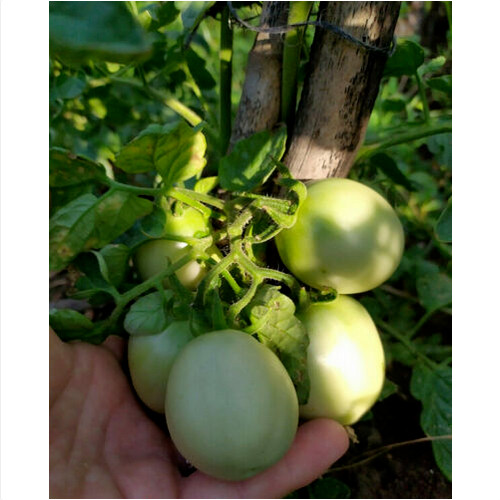 Pomodoro siccagno siciliano - pomodoro,