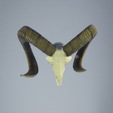 827MU Trofeo di caccia di