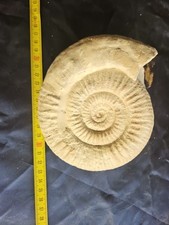 Dactyloceras Giurassico Alonte