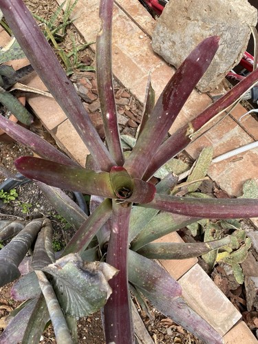 Neoregelia spectabilis