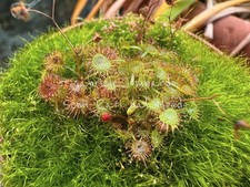 DROSERA GRACILIS, PELTATA