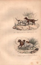 Antique Print DOG DACHSHUND