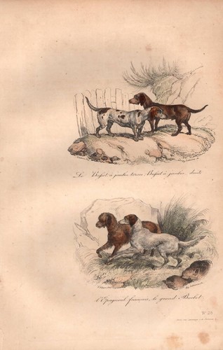 Stampa antica cane bassotto - stampa,