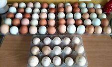 UOVA FERTILI FECONDE  AUSTRALORP MARANS ARAUCANA PADOVANA AMROCK..