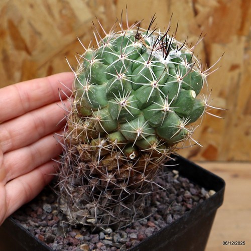 Thelocactus lausserii vaso - vaso, 12