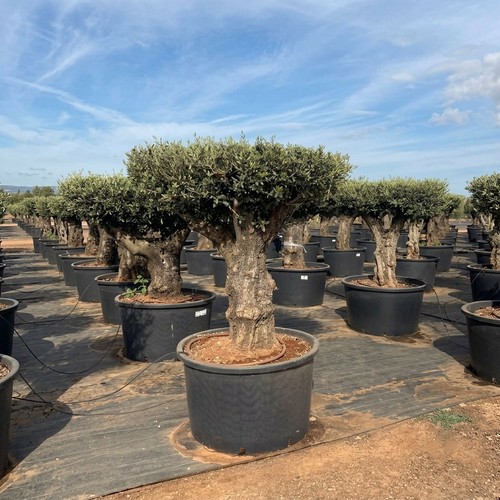 Ulivo olivo olea europea - olivo,