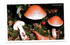 LECCINUM CARPINI 2002  BOLETI