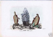 Sea squirts ascidia - squirts,