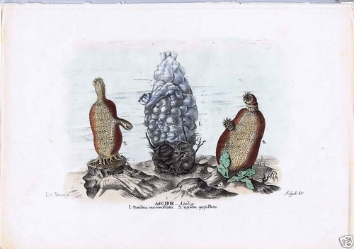 Sea squirts ascidia - sea,