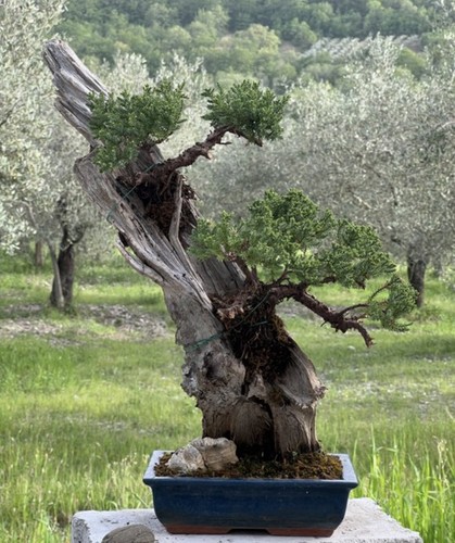 Bonsai ginepro - bonsai,