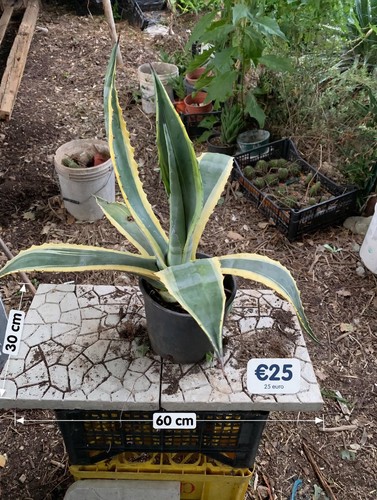 Agave variegata vaso cm - vaso, 40