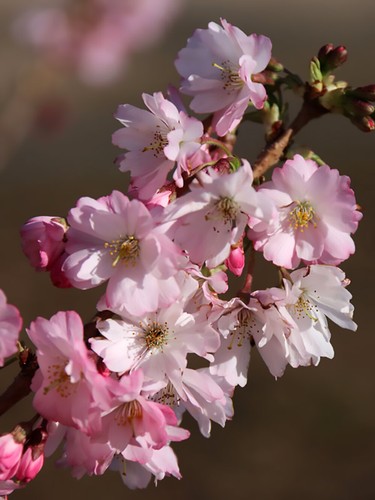 Ciliegio higan prunus - ciliegio, higan,