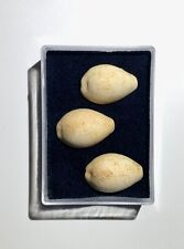 3 Cypraea - Propustularia