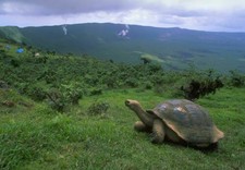 386759 Tartaruga delle