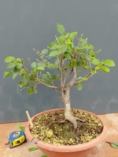 Pre Bonsai Carpino Nero 32x35cm In Vaso Tronco Unico Pianta Articolata Contattac