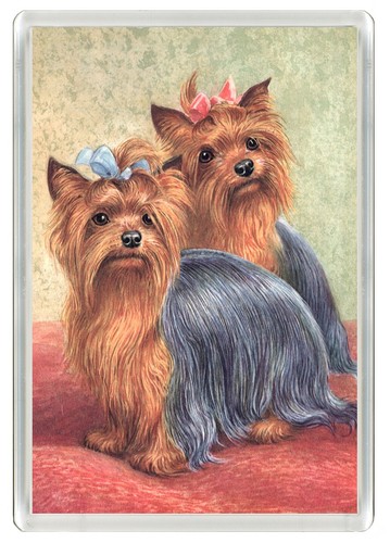 Yorkshire terrier dog - terrier,