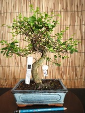 Bonsai di Olmo cinese h 34cm