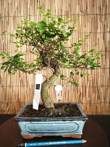 Bonsai olmo cinese 34cm - di,