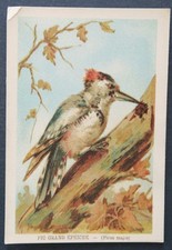 Immagine cromata PIC GRAND