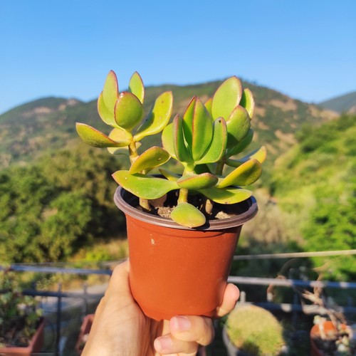 Vaso cm pianta - 10,