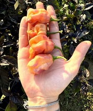 10 semi di peperoncino Freya SPC + guida + omaggio