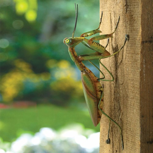 Praying mantis standing - mantis,