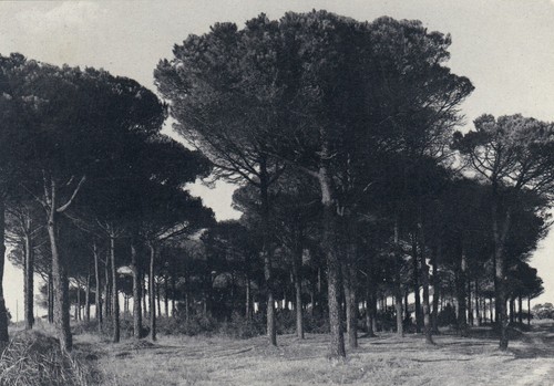 Cartolina casal borsetti - *18,