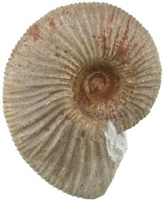 Malm Ammonite Estremamente