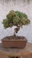 BONSAI GINEPRO (juniperus