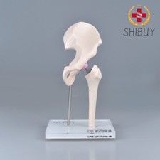 Scheletro anatomico ricambio