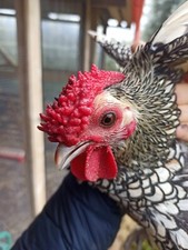 Uova feconde di sebright silver orlo nero allevate solo in purezza  