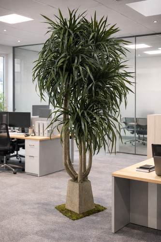 Dracaena artificiale pianta - artificiale,