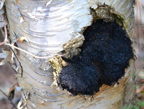 Inonotus obliquus chaga - inonotus,