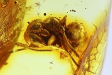 Formicidae Formica flori