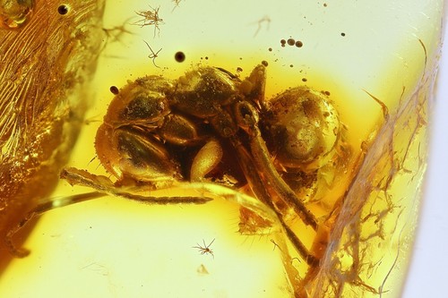 Formicidae formica flori - formicidae,