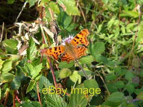 Photo 6x4 comma andrews - photo,