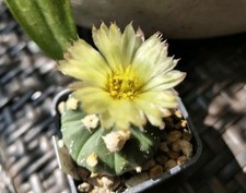 Cactus Astrophytum Asterias