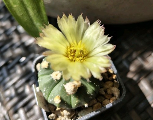 Cactus astrophytum asterias - cactus,