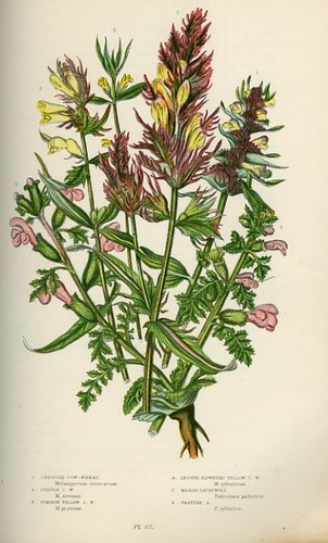Stampa botanica antica 1899 - stampa,
