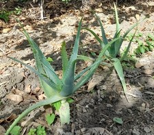 Aloe arborescens pianta di 1 anno.