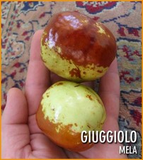 Pianta giuggiolo frutto - pianta,
