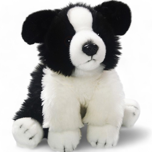 Carl dick border collie - collie, cane