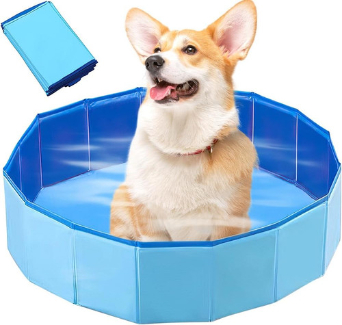 Piscina per cani - piscina, cani,