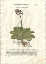 Stampa antica MATTIOLI