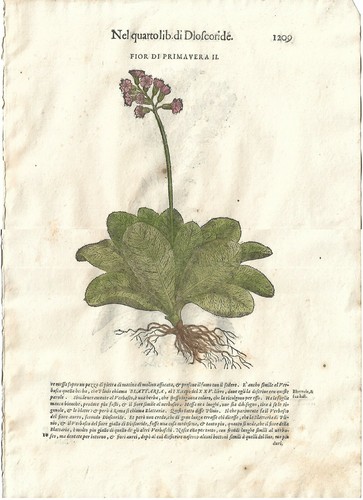 Stampa antica mattioli - stampa,