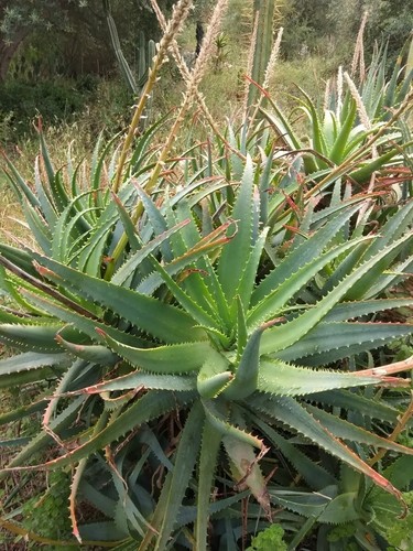 Pianta aloe vera - vera, bio