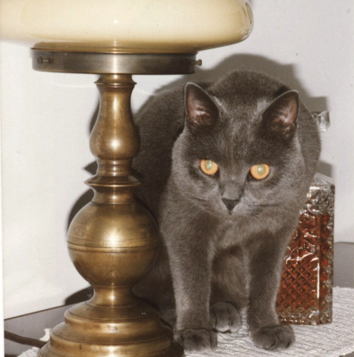 Foto vintage carino - vintage, grigio