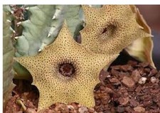 Una Talea senza Radici Huernia brevirostris subsp. baviaana, Fiore in foto WEB