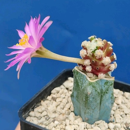 Mammillaria theresae west - theresae, (west