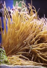 ✅Anemone Acquario Marino Polipo Lungo Giallo condylactis soft pesci pagliaccio
